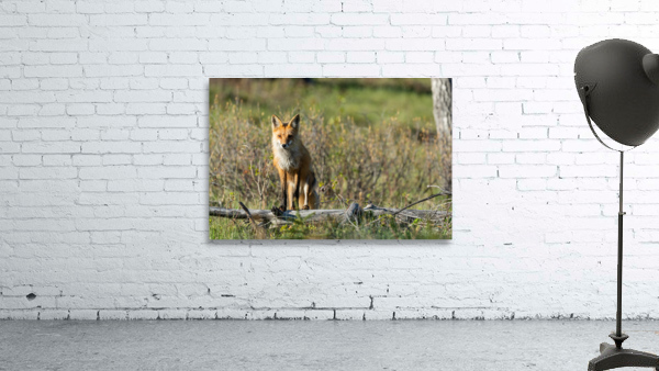 Red Fox Wall Preview