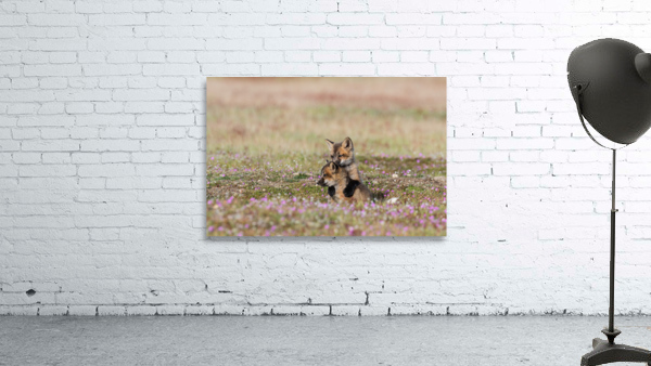 Red Fox Kits Wall Preview