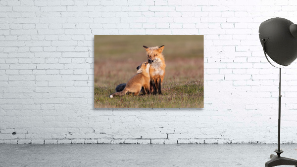 Red Fox with Kit Wall Preview