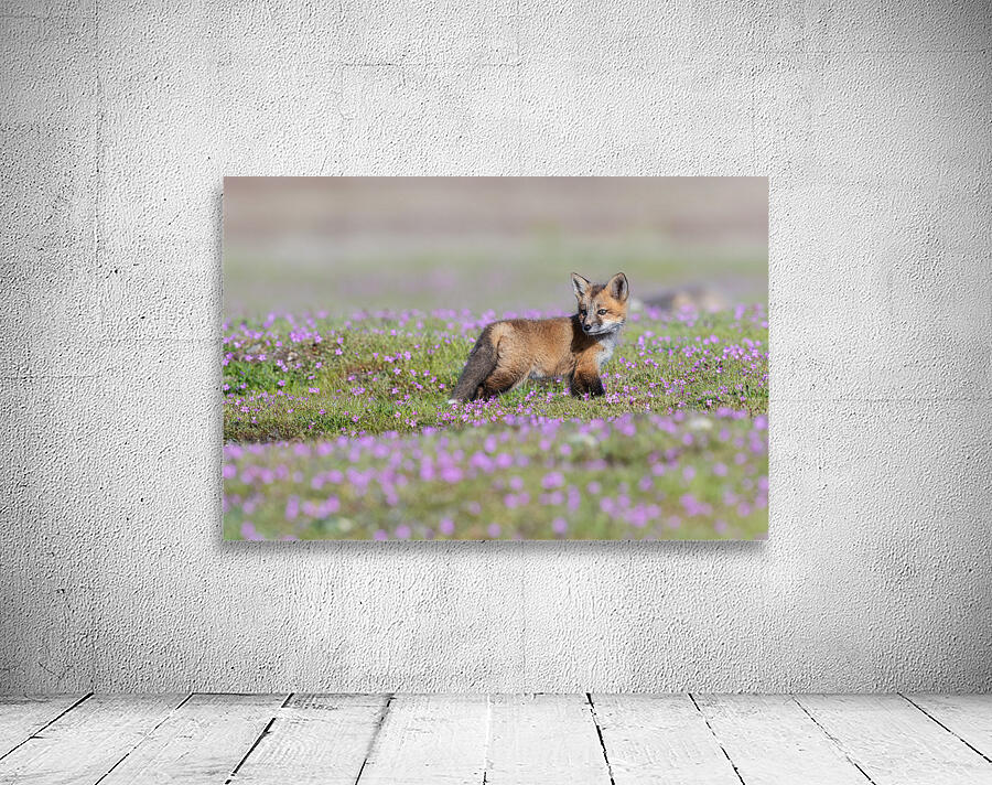 Red Fox Kit Wall Preview