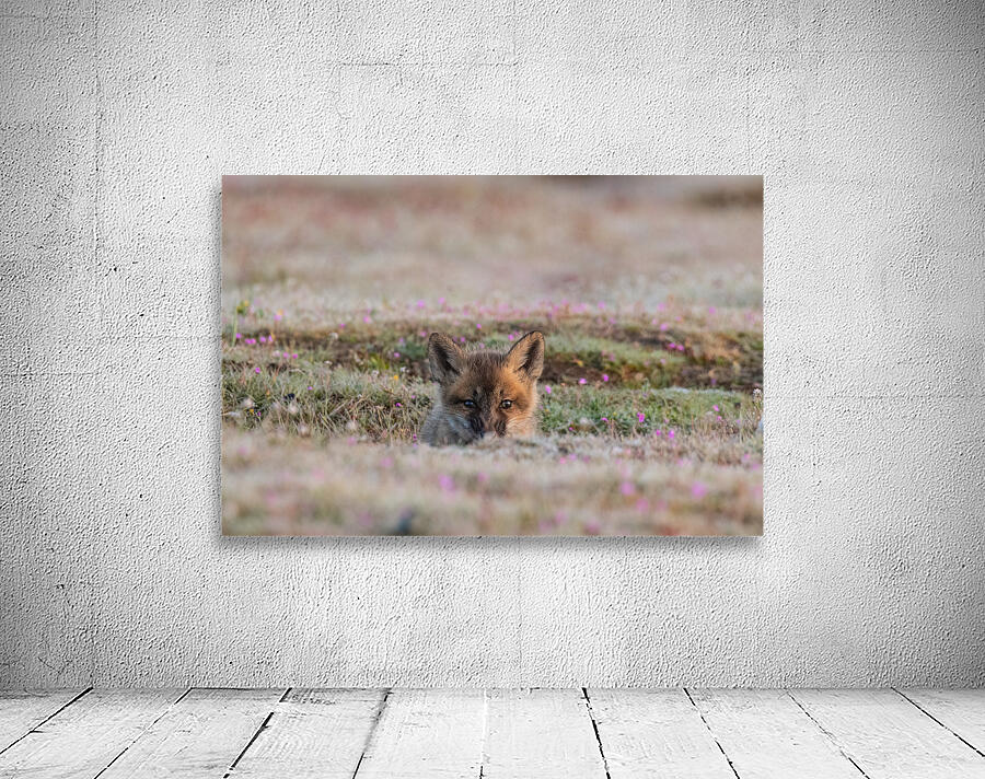 Red Fox Kit Wall Preview