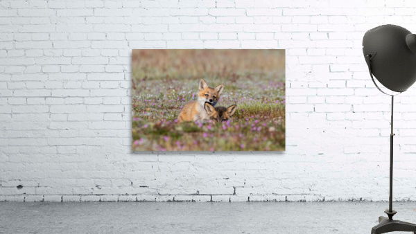 Red Fox Kits Wall Preview