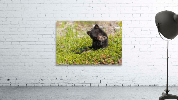 Black Bear Cub Wall Preview