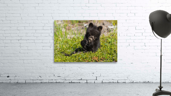 Black Bear Cub Wall Preview