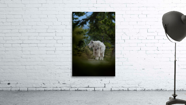 Mountain Goat Wall Preview