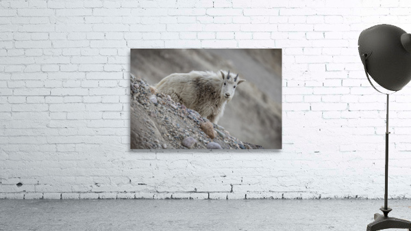 Mountain Goat Kid Wall Preview