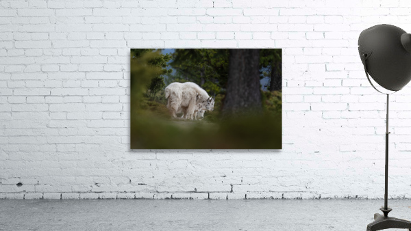 Mountain Goat Wall Preview
