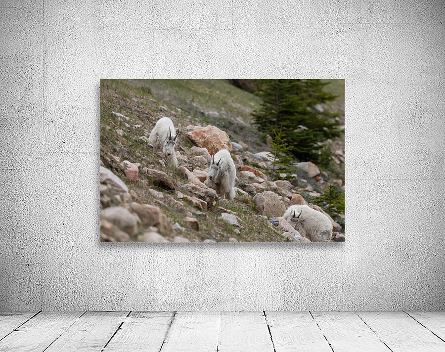 Mountain Goats Wall Preview