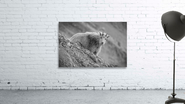 Mountain Goat Kid Wall Preview