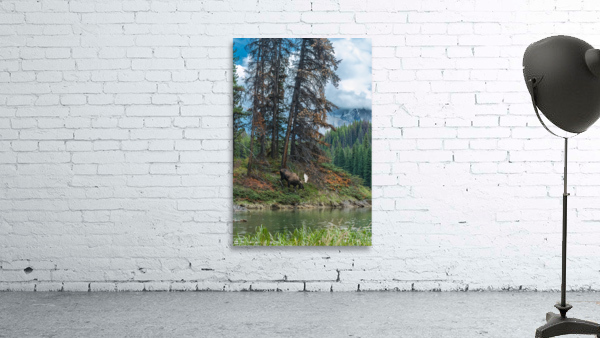 Bull Moose Wall Preview