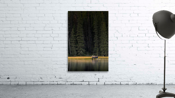 Bull Moose Wall Preview