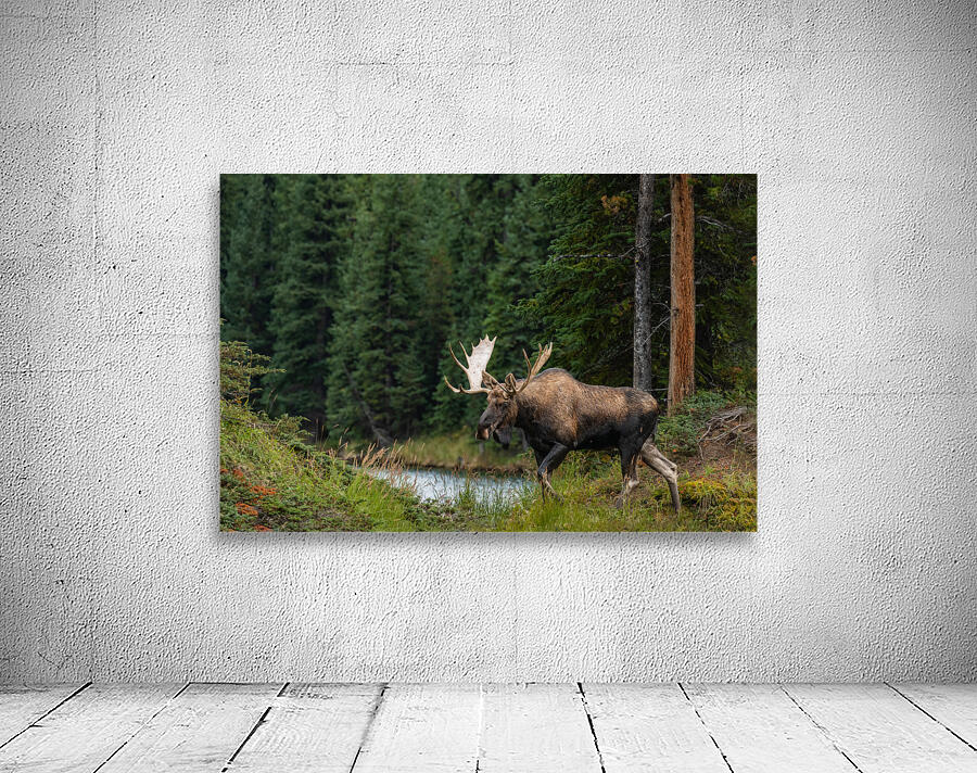 Bull Moose Wall Preview