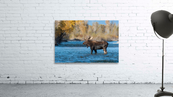 Bull Moose Wall Preview