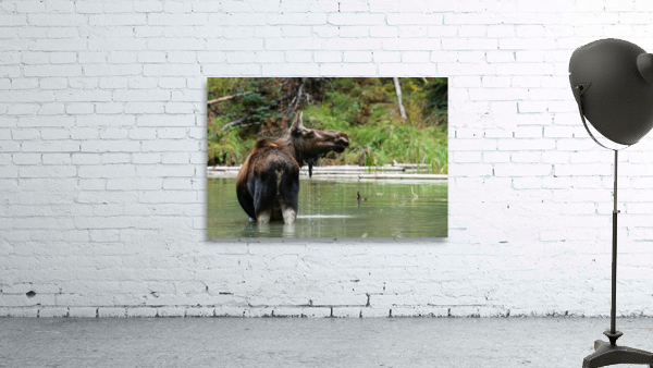 Cow Moose Wall Preview