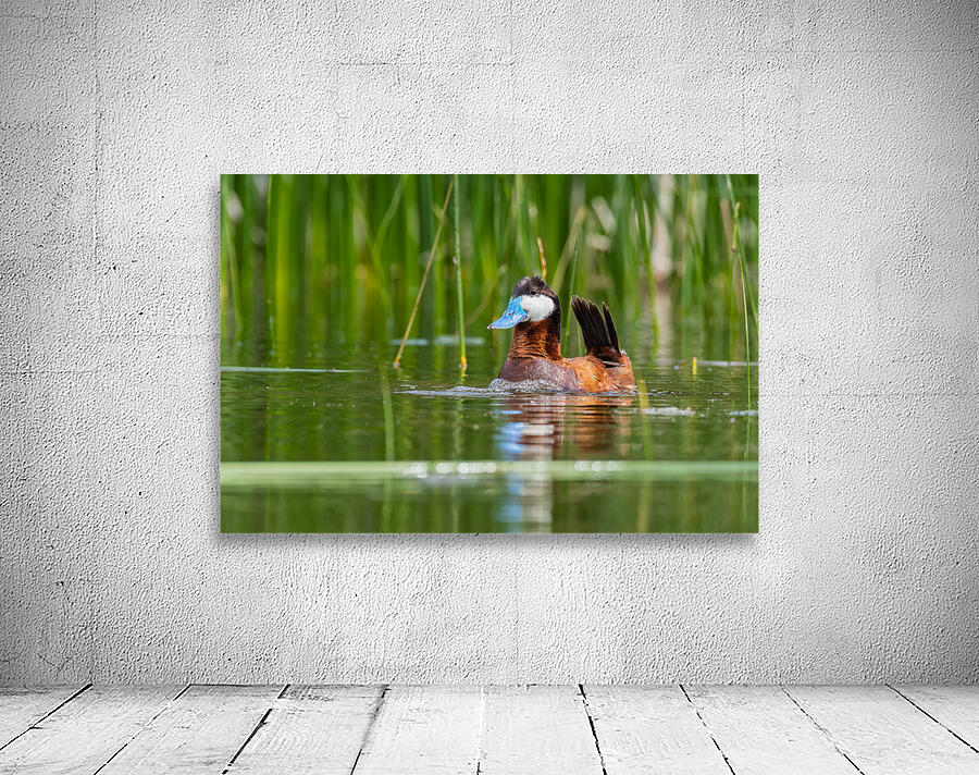 Male Ruddy Duck Wall Preview