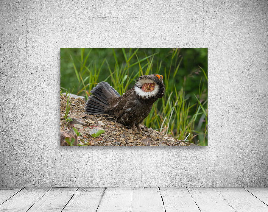 Male Sooty Grouse Wall Preview
