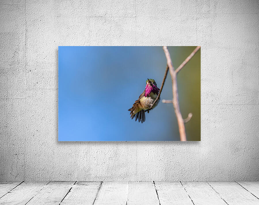 Male Calliope Hummingbird Wall Preview