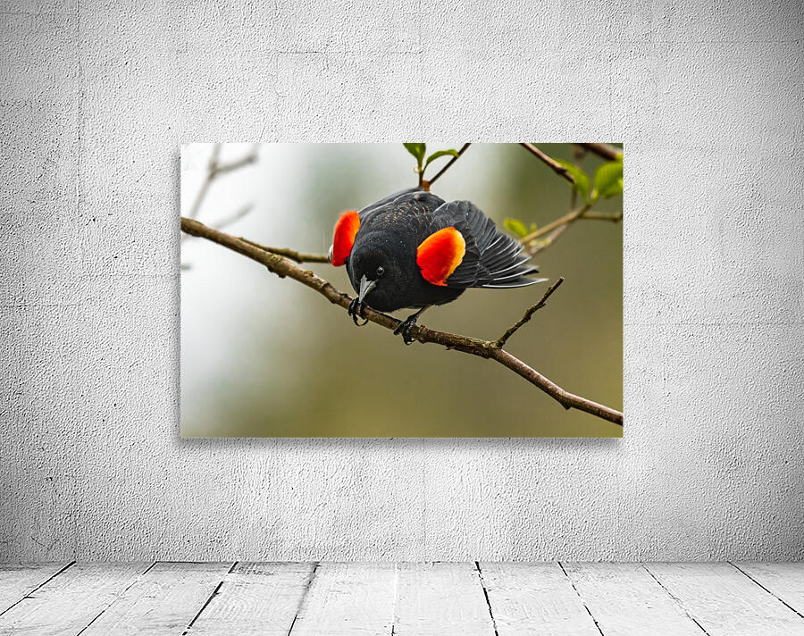 Male Red-Winged Blackbird Wall Preview