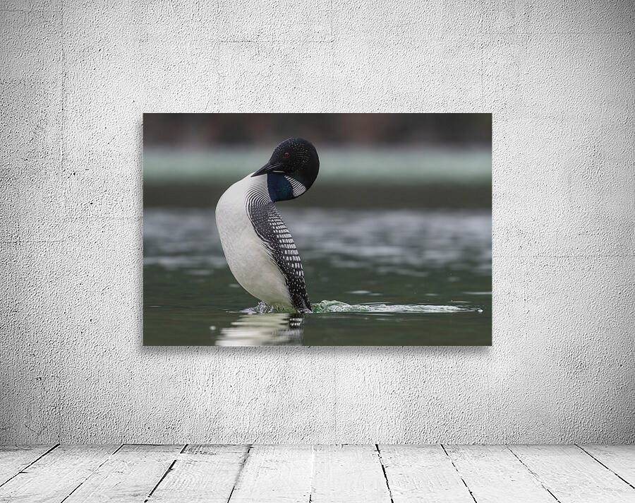 Common Loon Wall Preview