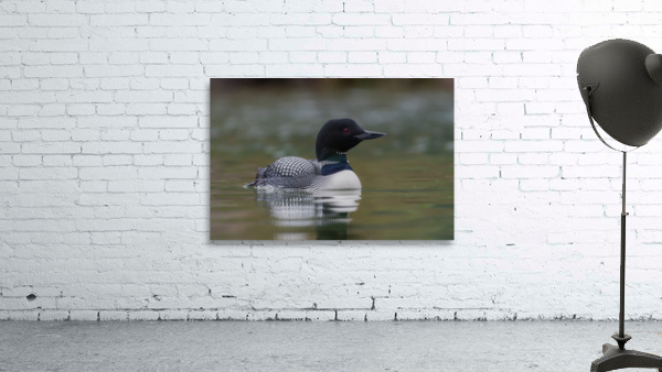 Common Loon Wall Preview