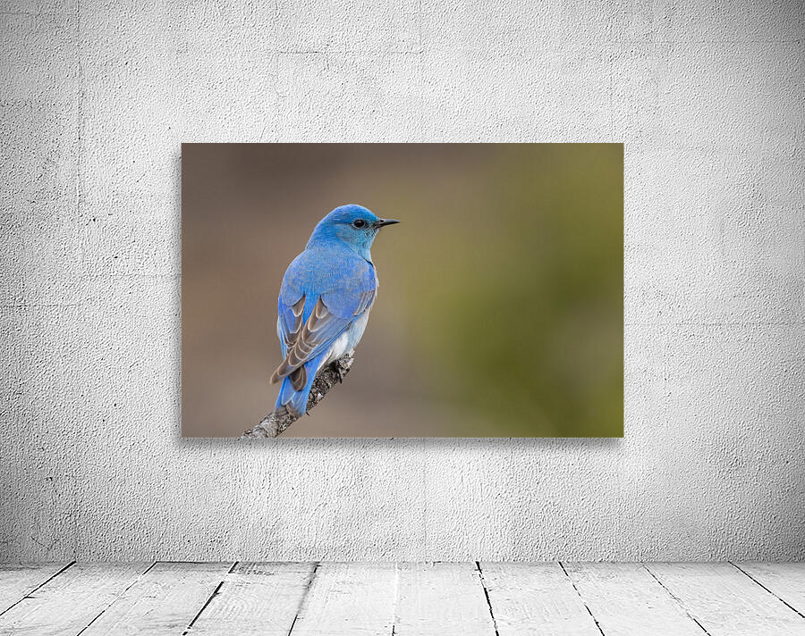 Male Mountain Bluebird Wall Preview