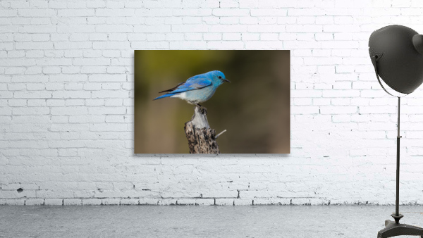 Male Mountain Bluebird Wall Preview