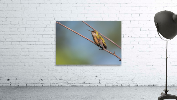 Female Calliope Hummingbird Wall Preview