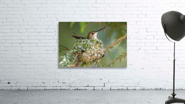 Female Rufous Hummingbird Wall Preview