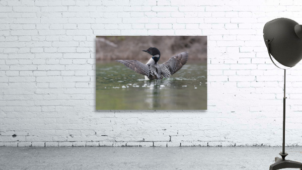 Common Loon Wall Preview