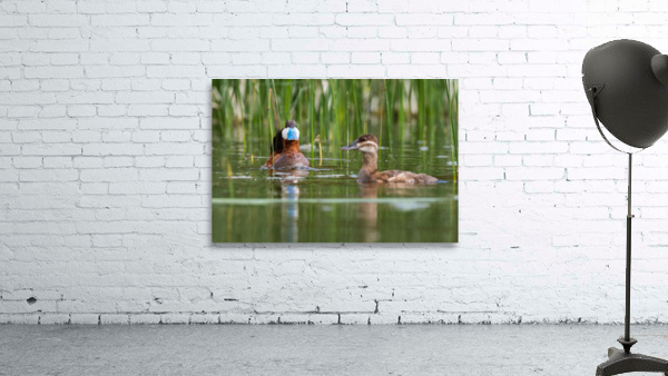 Ruddy Ducks Wall Preview