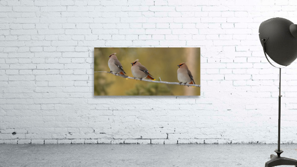 Bohemian Waxwings Wall Preview