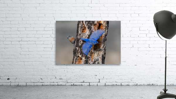 Western Bluebirds Wall Preview
