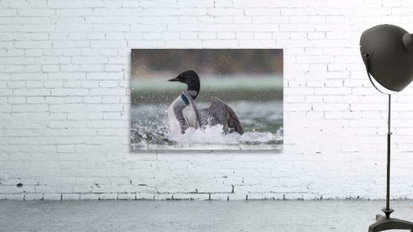 Common Loon Wall Preview