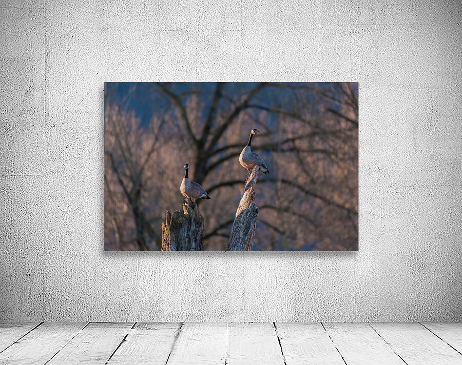 Canadian Geese Wall Preview