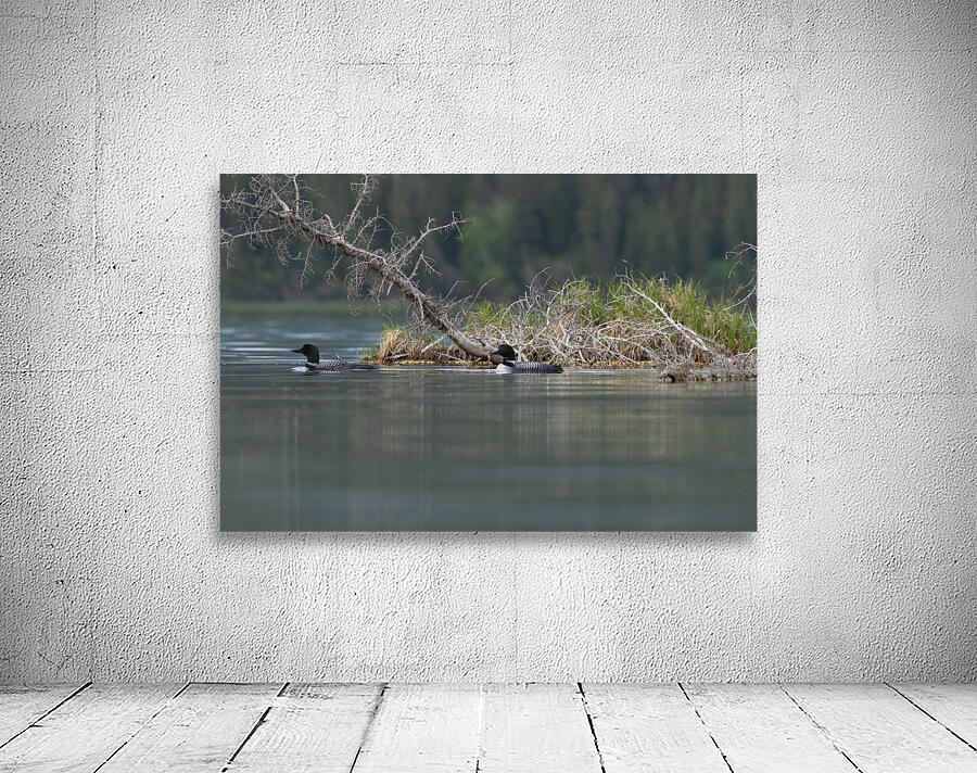 Common Loons Wall Preview