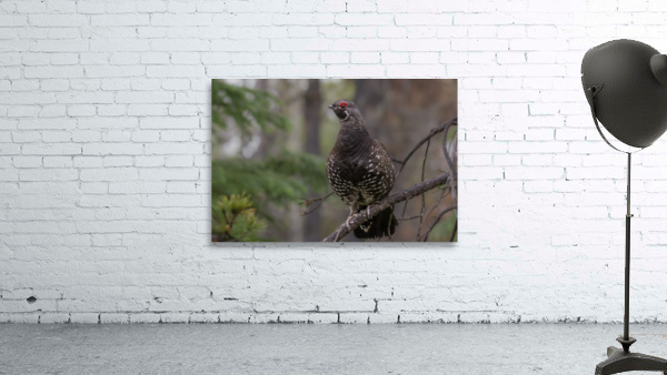 Male Spruce Grouse Wall Preview