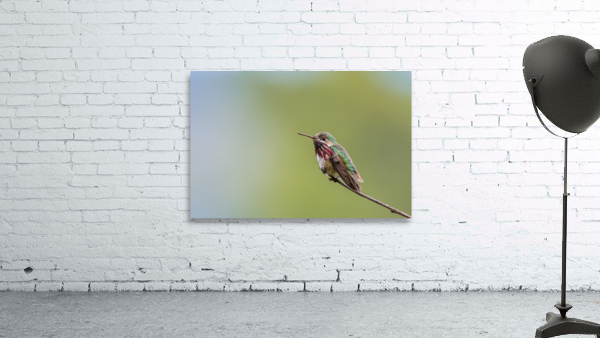 Male Calliope Hummingbird Wall Preview