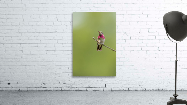 Male Calliope Hummingbird Wall Preview