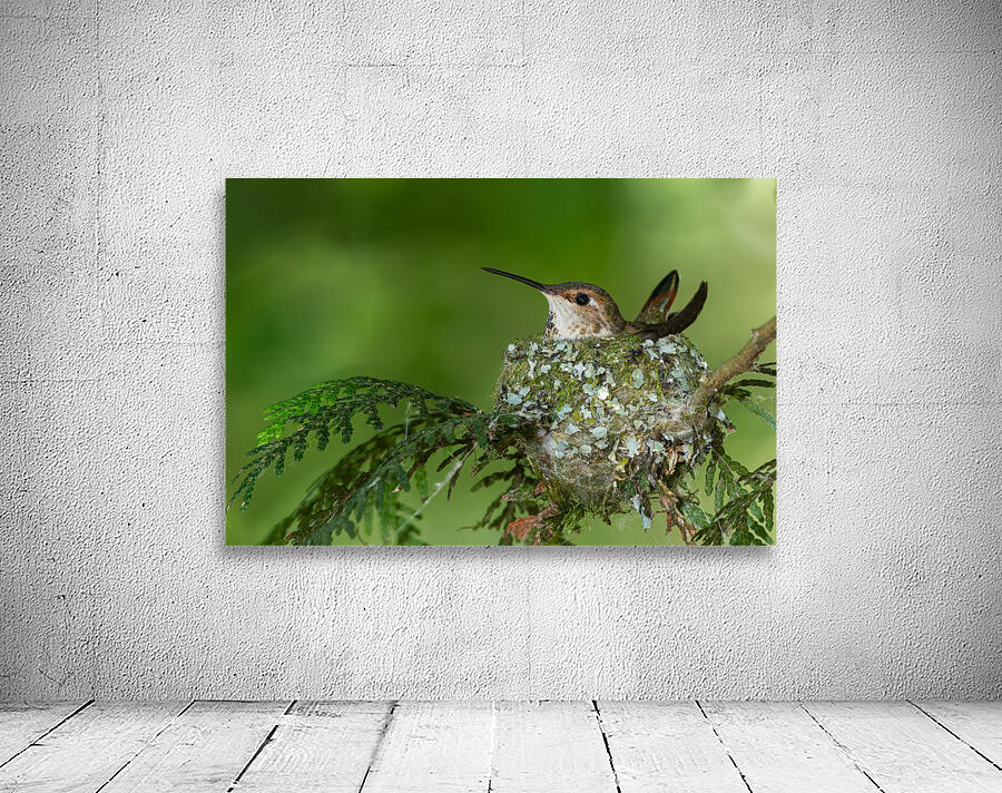 Female Rufous Hummingbird Wall Preview