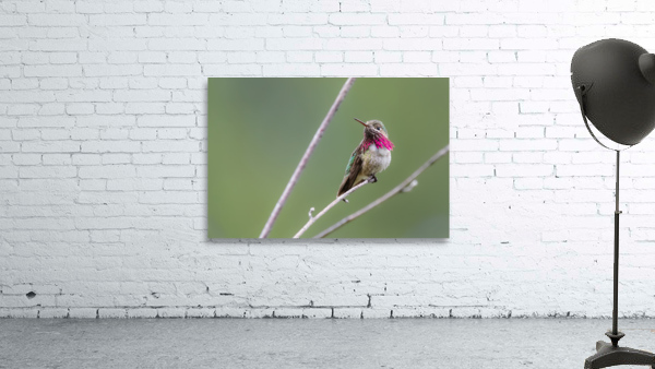 Male Calliope Hummingbird Wall Preview