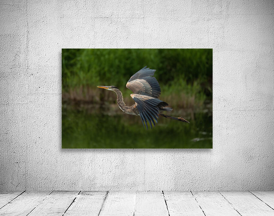 Great Blue Heron Wall Preview