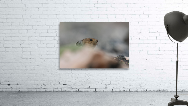 American Pika Wall Preview