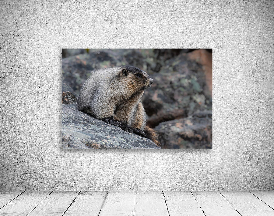 Hoary Marmot Wall Preview
