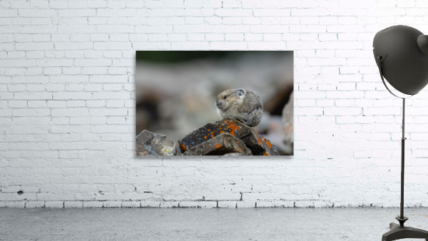 American Pika Wall Preview