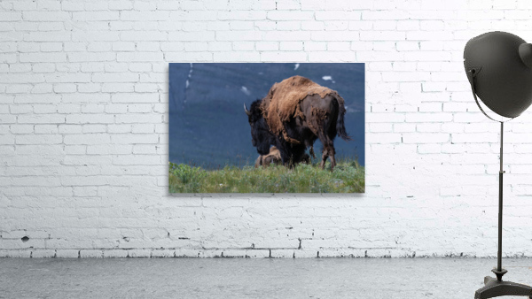 Male Bison Wall Preview