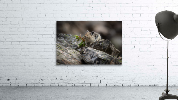 American Pika Wall Preview