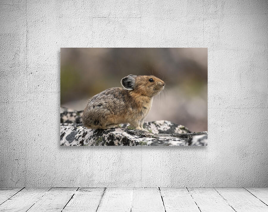 American Pika Wall Preview