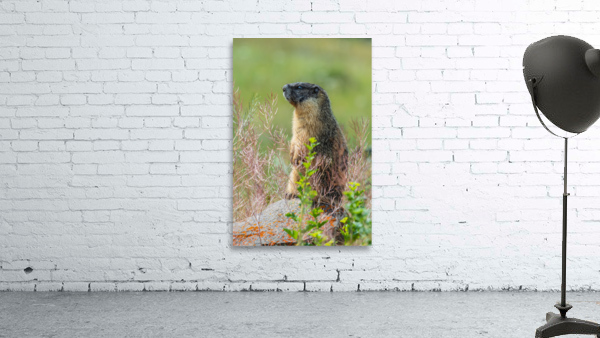 Yellow-bellied Marmot Wall Preview