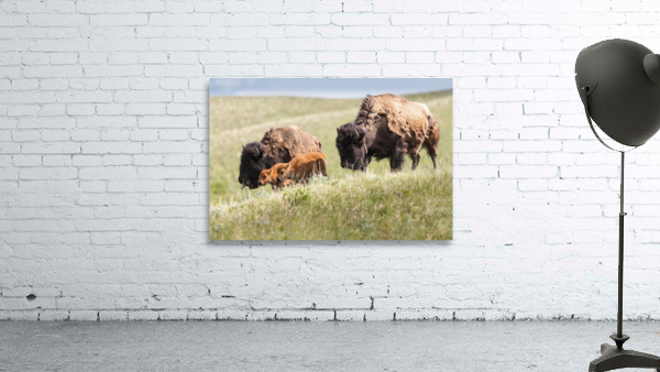 Female Bison with Calves Wall Preview