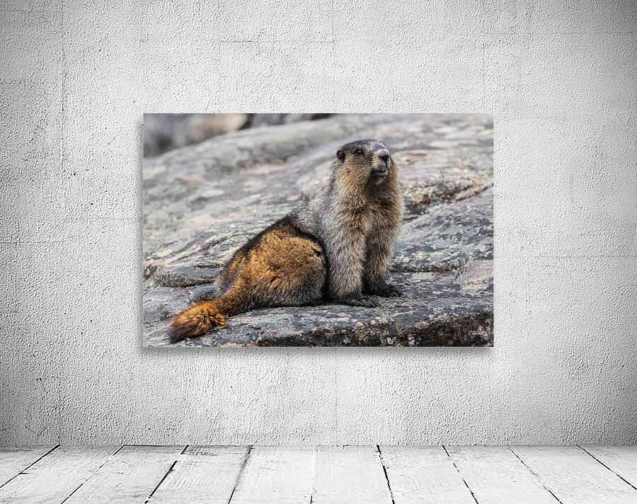 Hoary Marmot Wall Preview